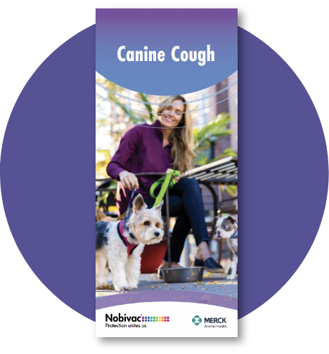 Canine cough brochure